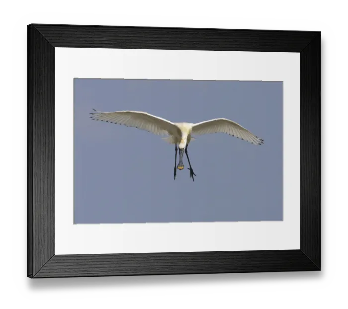Framed Print : Spoonbill (Platalea leucorrodia) in flight, Texel, Netherlands, May 2009 Framed Print : Spoonbill (Platalea leucorrodia) in flight, Texel, Netherlands, May 2009