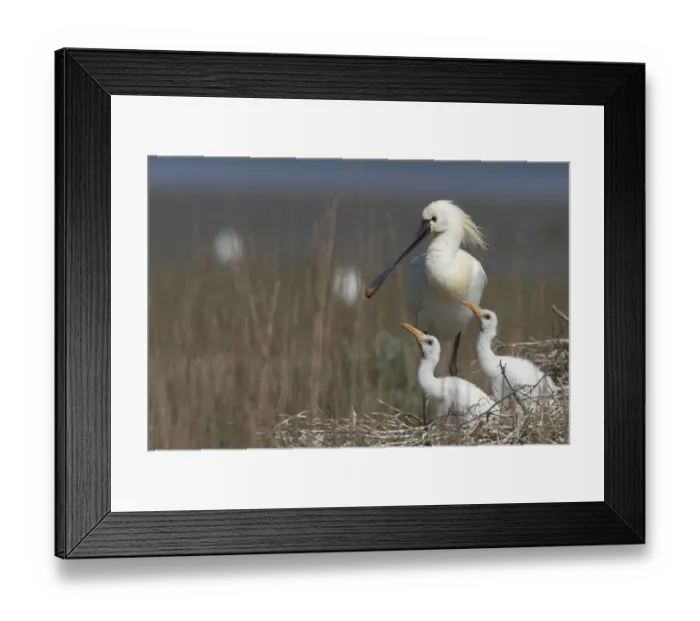 Framed Print : Spoonbill (Platalea leucorodia) at nest with two chicks, Texel, Netherlands, May 2009