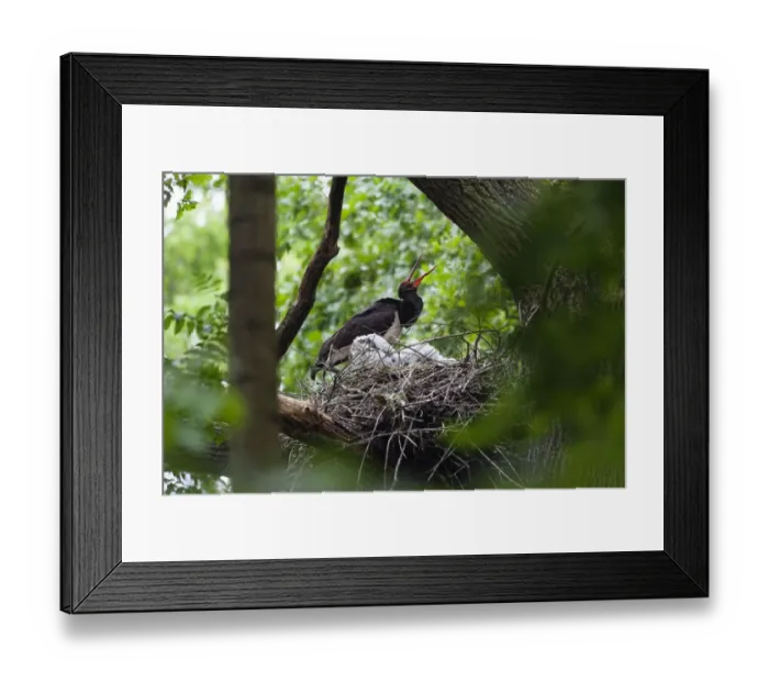 Framed Print : Black stork (Ciconia nigra) at nest calling, Eastern Slovakia, Europe, June 2009 Framed Print : Black stork (Ciconia nigra) at nest calling, Eastern Slovakia, Europe, June 2009