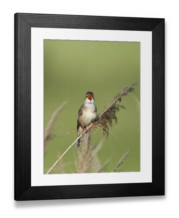 Framed Print : Great reed warbler (Acrocephalus arundinaceus) perched on reed, singing, Eastern Slowakia Framed Print : Great reed warbler (Acrocephalus arundinaceus) perched on reed, singing, Eastern Slowakia