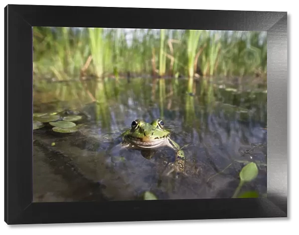 European edible frog (Rana esculenta) in pond, Latorica backwater, Slovakia, Europe
