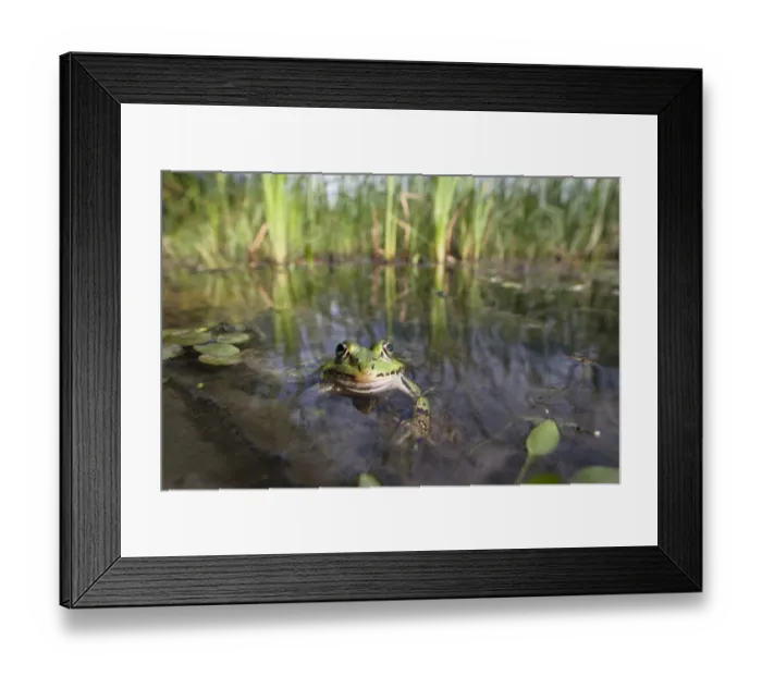 Framed Print : European edible frog (Rana esculenta) in pond, Latorica backwater, Slovakia, Europe