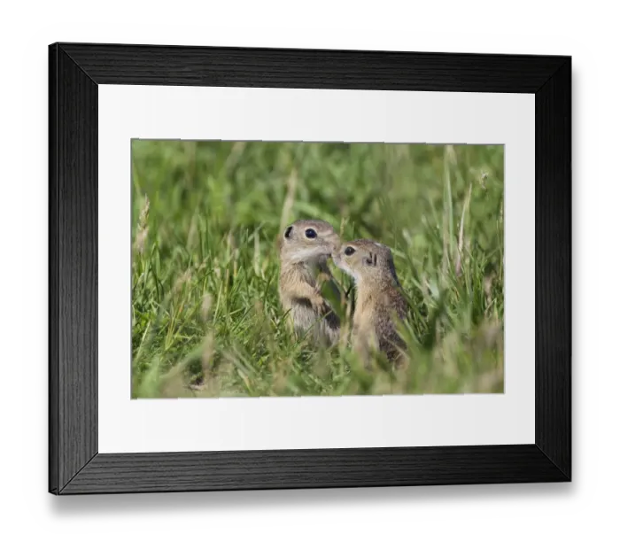 Framed Print : Two young European sousliks (Spermophilus citellus) touching noses, Eastern Slovakia Framed Print : Two young European sousliks (Spermophilus citellus) touching noses, Eastern Slovakia