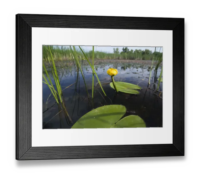 Framed Print : Yellow water lily (Nuphar luteum) Backwater of Latorica River, Eastern Slovakia, Europe Framed Print : Yellow water lily (Nuphar luteum) Backwater of Latorica River, Eastern Slovakia, Europe