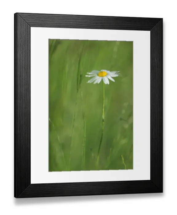 Framed Print : Marguerite / Oxeye daisy (Leucanthemum vulgare) in flower, Roudenhaff, Mullerthal Framed Print : Marguerite / Oxeye daisy (Leucanthemum vulgare) in flower, Roudenhaff, Mullerthal