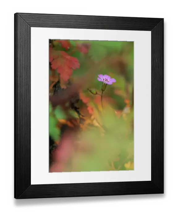 Framed Print : Herb robert (Geramium robertianum) in flower, Roudenhaff, Mullerthal, Luxembourg Framed Print : Herb robert (Geramium robertianum) in flower, Roudenhaff, Mullerthal, Luxembourg