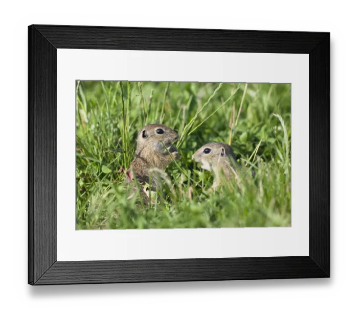 Framed Print : Two young European sousliks (Spermophilus citellus) one feeding, Eastern Slovakia Framed Print : Two young European sousliks (Spermophilus citellus) one feeding, Eastern Slovakia