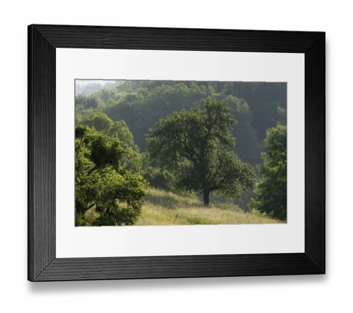 Framed Print : Apple trees in meadow, Roudenhaff, Mullerthal, Luxembourg, May 2009 Framed Print : Apple trees in meadow, Roudenhaff, Mullerthal, Luxembourg, May 2009