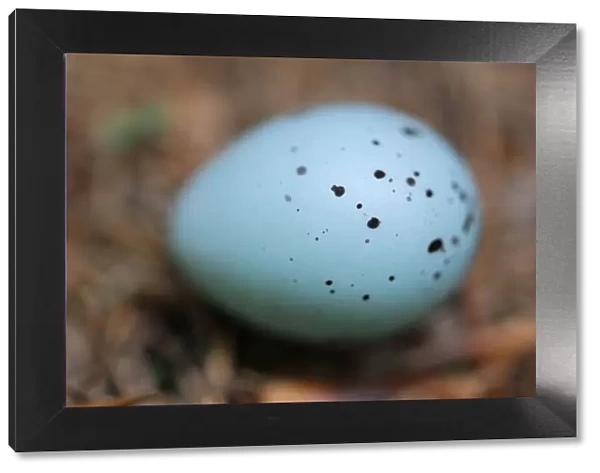 Bird egg on the forest floor, Echternach, Mullerthal, Luxembourg, May 2009. WWE BOOK