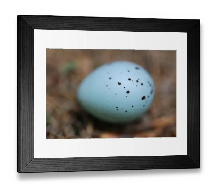 Framed Print : Bird egg on the forest floor, Echternach, Mullerthal, Luxembourg, May 2009. WWE BOOK Framed Print : Bird egg on the forest floor, Echternach, Mullerthal, Luxembourg, May 2009. WWE BOOK