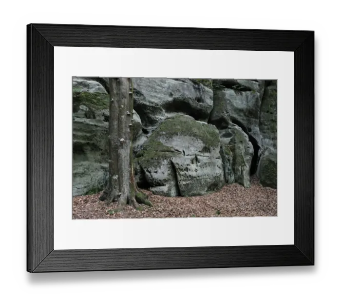 Framed Print : Sandstone formations with a Beech tree trunk (Fagus sylvatica) Echternach, Mullerthal Framed Print : Sandstone formations with a Beech tree trunk (Fagus sylvatica) Echternach, Mullerthal