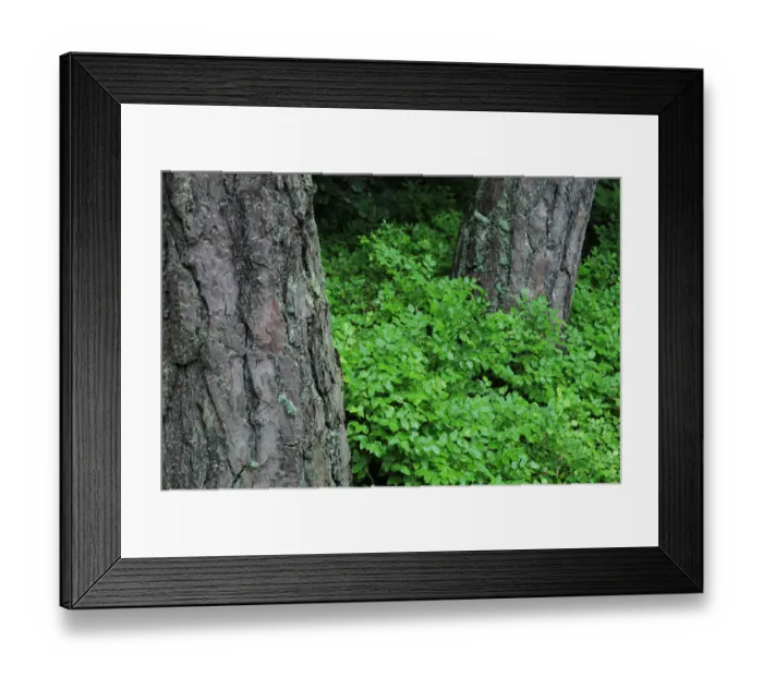 Framed Print : Bilberry (Vaccinium myrtillus) plants growing around the base of Pine trees (Pinus sp) Beaufort Framed Print : Bilberry (Vaccinium myrtillus) plants growing around the base of Pine trees (Pinus sp) Beaufort