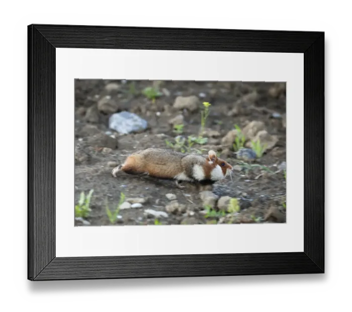 Framed Print : Common hamster (Cricetus cricetus) full with cheeks full, Slovakia, Europe, June 2009 Framed Print : Common hamster (Cricetus cricetus) full with cheeks full, Slovakia, Europe, June 2009
