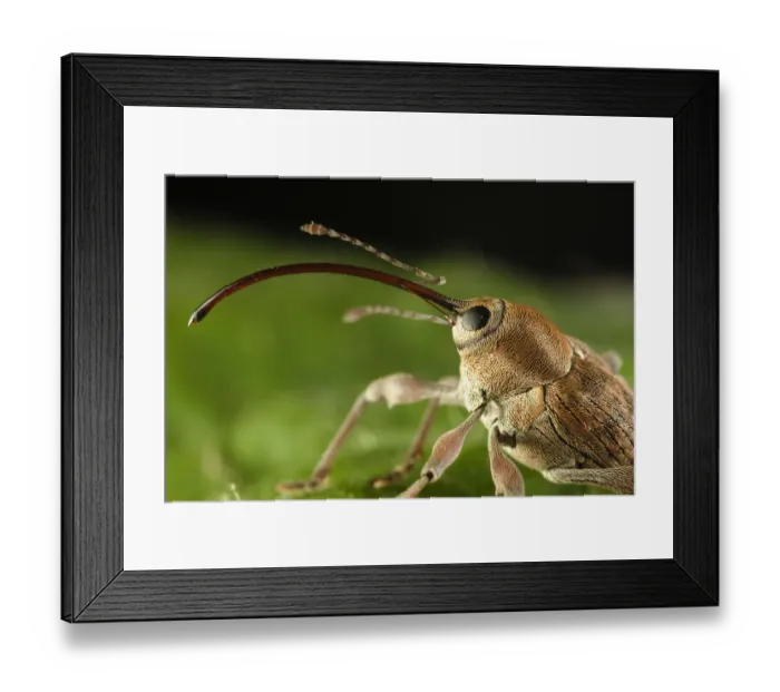 Framed Print : Hazelnut weevil (Curculio nucum) portrait, Eastern Slovakia, Europe, June 2009 Framed Print : Hazelnut weevil (Curculio nucum) portrait, Eastern Slovakia, Europe, June 2009