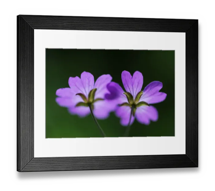 Framed Print : Two Hedgerow cranesbills (Geranium pyrenaicum) flowers, Larochette, Mullerthal, Luxembourg Framed Print : Two Hedgerow cranesbills (Geranium pyrenaicum) flowers, Larochette, Mullerthal, Luxembourg
