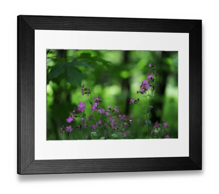 Framed Print : Red campion (Silene dioica) in flower, Larochette, Mullerthal, Luxembourg, May 2009 Framed Print : Red campion (Silene dioica) in flower, Larochette, Mullerthal, Luxembourg, May 2009