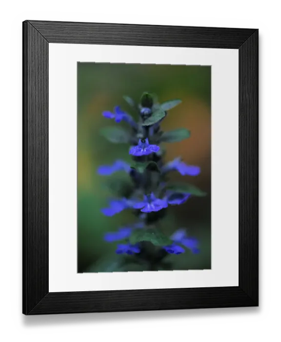 Framed Print : Blue bugle (Ajuga reptans) in flower, Bugleweed, Echternach, Mullerthal, Luxembourg Framed Print : Blue bugle (Ajuga reptans) in flower, Bugleweed, Echternach, Mullerthal, Luxembourg