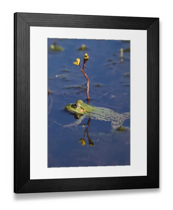 Framed Print : European edible frog (Rana esculenta) swimming past Greater bladderwort (Utricularia Framed Print : European edible frog (Rana esculenta) swimming past Greater bladderwort (Utricularia