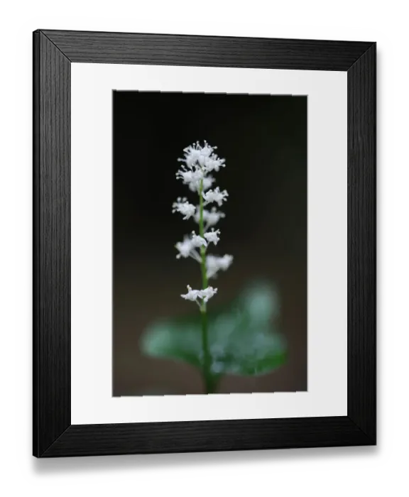 Framed Print : May lily / False lily of the valley (Maianthemum bifolium) in flower, Beaufort, Mullerthal Framed Print : May lily / False lily of the valley (Maianthemum bifolium) in flower, Beaufort, Mullerthal