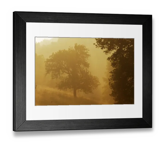 Framed Print : Apple trees in morning mist, Roudenhaff, Mullerthal, Luxembourg, May 2009 Framed Print : Apple trees in morning mist, Roudenhaff, Mullerthal, Luxembourg, May 2009