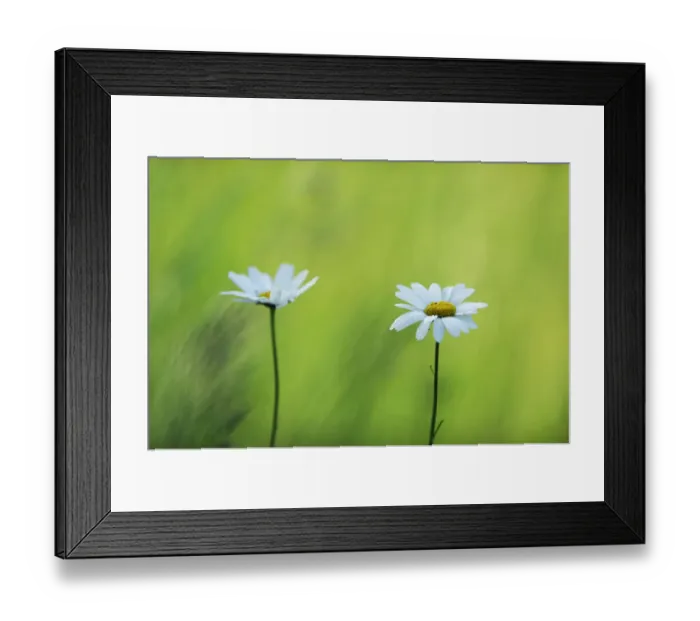 Framed Print : Two Marguerite / Oxeye daisy (Leucanthemum vulgare) flowers, Roudenhaff, Mullerthal Framed Print : Two Marguerite / Oxeye daisy (Leucanthemum vulgare) flowers, Roudenhaff, Mullerthal