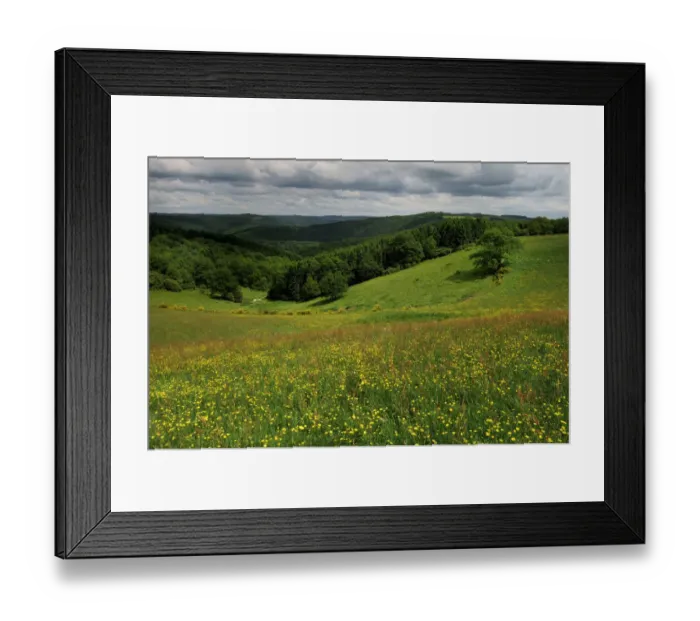 Framed Print : Buttercups (Ranunculus acris) flowering in a meadow, Oesling, Ardennes, Luxembourg Framed Print : Buttercups (Ranunculus acris) flowering in a meadow, Oesling, Ardennes, Luxembourg