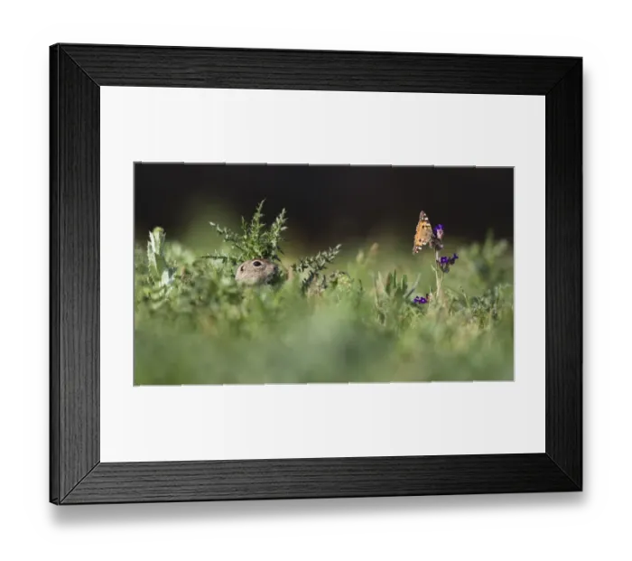 Framed Print : European souslik (Spermophilus citellus) watching Painted lady butterfly (Cynthia cardui) Slovakia Framed Print : European souslik (Spermophilus citellus) watching Painted lady butterfly (Cynthia cardui) Slovakia