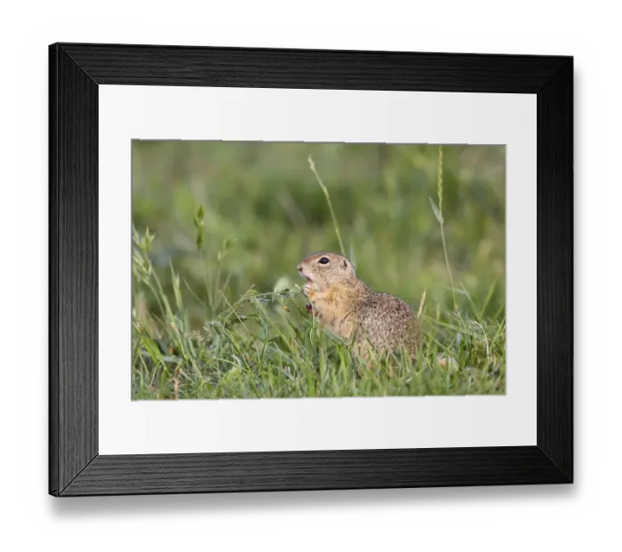Framed Print : European souslik (Spermophilus citellus) feeding, Eastern Slovakia, Europe, June 2009 Framed Print : European souslik (Spermophilus citellus) feeding, Eastern Slovakia, Europe, June 2009