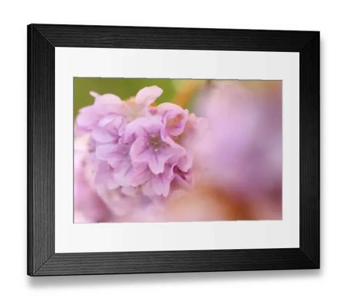 Framed Print : Thrift (Armeria pungens) flower close up, Alentejo, Natural Park of South West Alentejano Framed Print : Thrift (Armeria pungens) flower close up, Alentejo, Natural Park of South West Alentejano