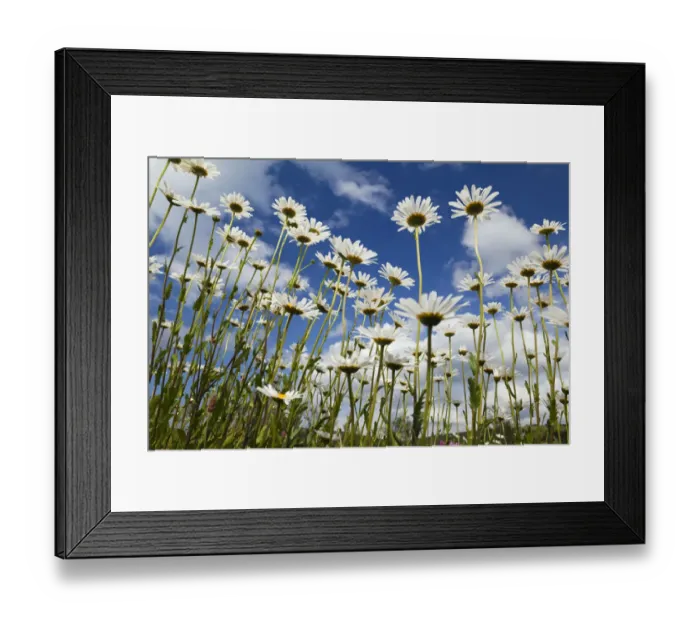 Framed Print : Marguerites (Leucanthemum vulgare) in flower, Eastern Slovakia, Europe, June 2009 Framed Print : Marguerites (Leucanthemum vulgare) in flower, Eastern Slovakia, Europe, June 2009