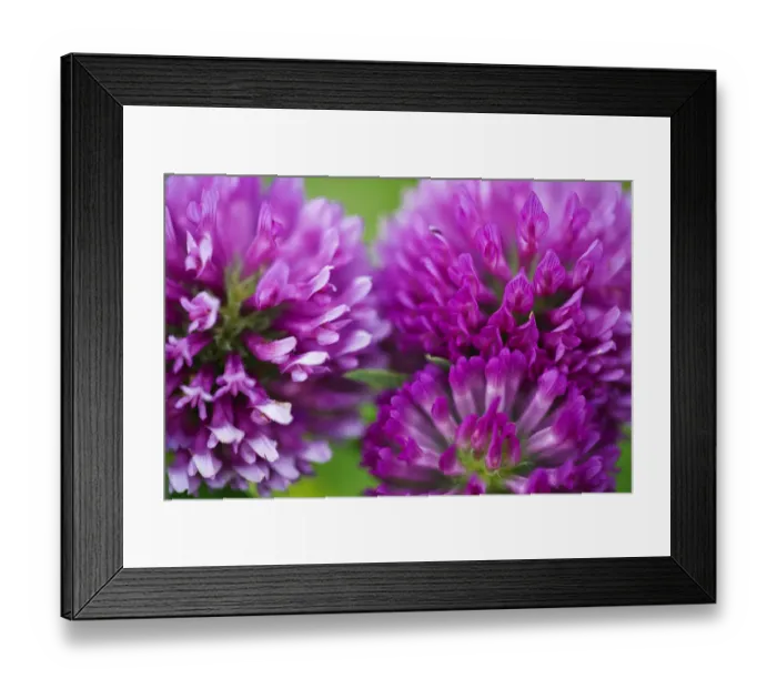 Framed Print : Close-up of Red clover (Trifolium pratense) flowers, Eastern Slovakia, Europe, June 2009 Framed Print : Close-up of Red clover (Trifolium pratense) flowers, Eastern Slovakia, Europe, June 2009