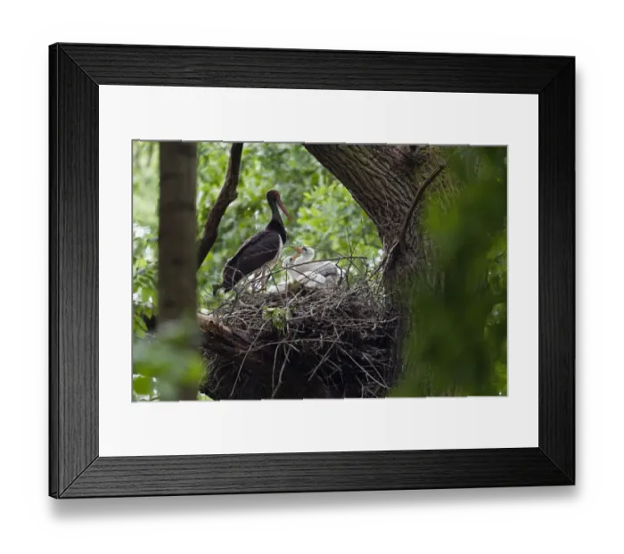 Framed Print : Black stork (Ciconia nigra) at nest with chicks, Slovakia, Europe, June 2009 Framed Print : Black stork (Ciconia nigra) at nest with chicks, Slovakia, Europe, June 2009