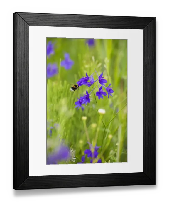 Framed Print : Field larkspur (Consolida regalis / Delphinium consolida) with Bumble bee flying by flower Framed Print : Field larkspur (Consolida regalis / Delphinium consolida) with Bumble bee flying by flower