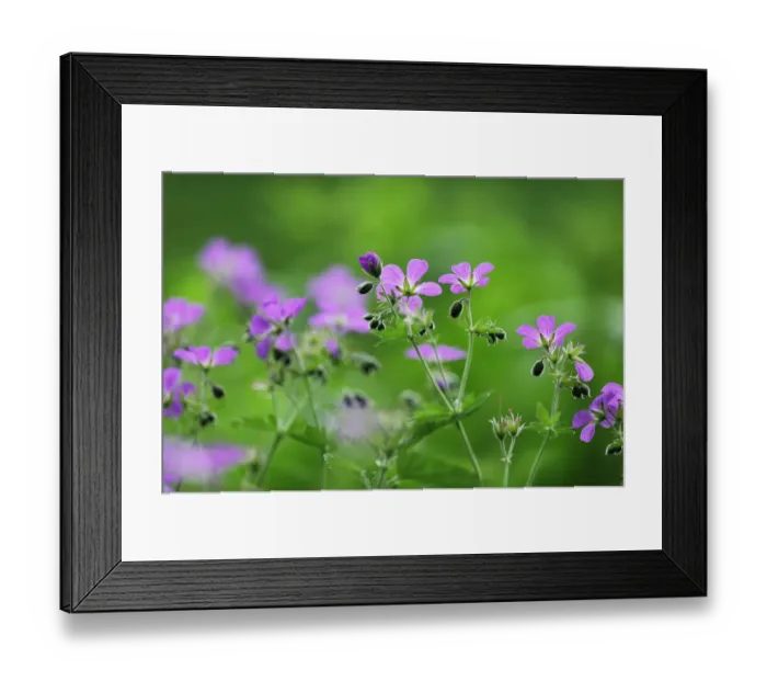 Framed Print : Woody cranesbill (Geranium sylvaticum) in flower, Oesling, Ardennes, Luxembourg, May 2009 Framed Print : Woody cranesbill (Geranium sylvaticum) in flower, Oesling, Ardennes, Luxembourg, May 2009