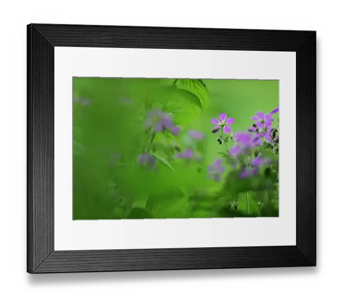 Framed Print : Woody cranesbill (Geranium sylvaticum) in flower, Oesling, Ardennes, Luxembourg, May 2009