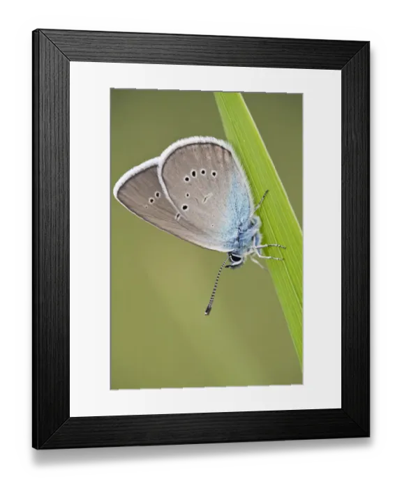Framed Print : Blue Butterfly (Lycaenidae sp) on blade of grass, Eastern Slovakia, Europe, June 2009 Framed Print : Blue Butterfly (Lycaenidae sp) on blade of grass, Eastern Slovakia, Europe, June 2009