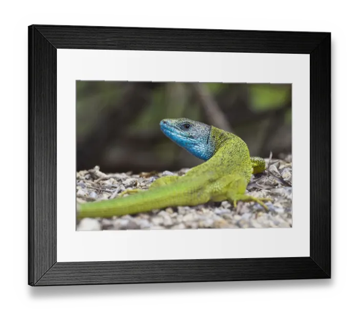 Framed Print : Male European green lizard (Lacerta viridis) Eastern Slovakia, Europe, June 2009 Framed Print : Male European green lizard (Lacerta viridis) Eastern Slovakia, Europe, June 2009