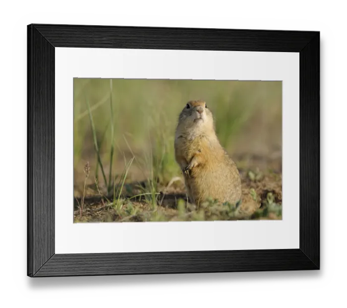 Framed Print : Pygmy ground squirrel  /  souslik (Spermophilus pygmaeus) standing on hind legs alert