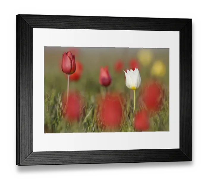 Framed Print : Wild tulips (Tulipa schrenkii) in flower, one white, the rest red, Rostovsky Nature Reserve Framed Print : Wild tulips (Tulipa schrenkii) in flower, one white, the rest red, Rostovsky Nature Reserve