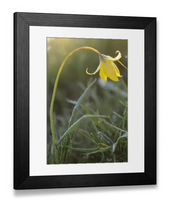Framed Print : A rare yellow Bieberstein tulip (Tulipa biebersteiniana) Rostovsky Nature Reserve Framed Print : A rare yellow Bieberstein tulip (Tulipa biebersteiniana) Rostovsky Nature Reserve