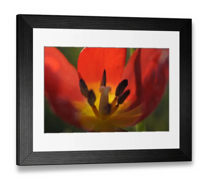 Framed Print : Close-up inside Wild tulip (Tulipa schrenkii) Rostovsky Nature Reserve, Rostov Region Framed Print : Close-up inside Wild tulip (Tulipa schrenkii) Rostovsky Nature Reserve, Rostov Region
