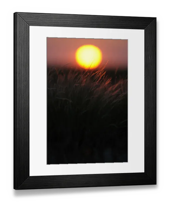 Framed Print : Feather grass (Stipa sp) at sunset in the steppe of Cherniye Zemli (Black Earth) Nature Reserve Framed Print : Feather grass (Stipa sp) at sunset in the steppe of Cherniye Zemli (Black Earth) Nature Reserve