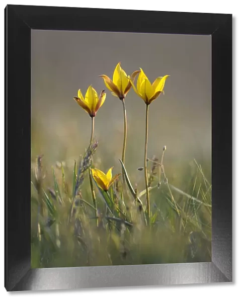 Rare yellow Bieberstein tulips (Tulipa biebersteiniana) in flower, Rostovsky Nature Reserve