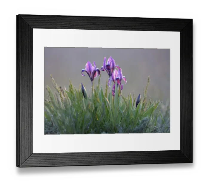 Framed Print : Dwarf irises (Iris pumila) flowering, Rostovsky Nature Reserve, Rostov Region, Russia Framed Print : Dwarf irises (Iris pumila) flowering, Rostovsky Nature Reserve, Rostov Region, Russia