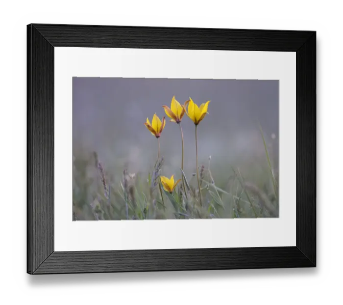 Framed Print : Four rare yellow Bieberstein tulips (Tulipa biebersteiniana) in flower, Rostovsky Nature Reserve Framed Print : Four rare yellow Bieberstein tulips (Tulipa biebersteiniana) in flower, Rostovsky Nature Reserve