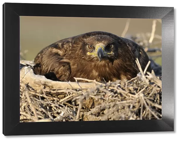 Steppe eagle (Aquila nipalensis) on nest, Cherniye Zemli (Black Earth) Nature Reserve