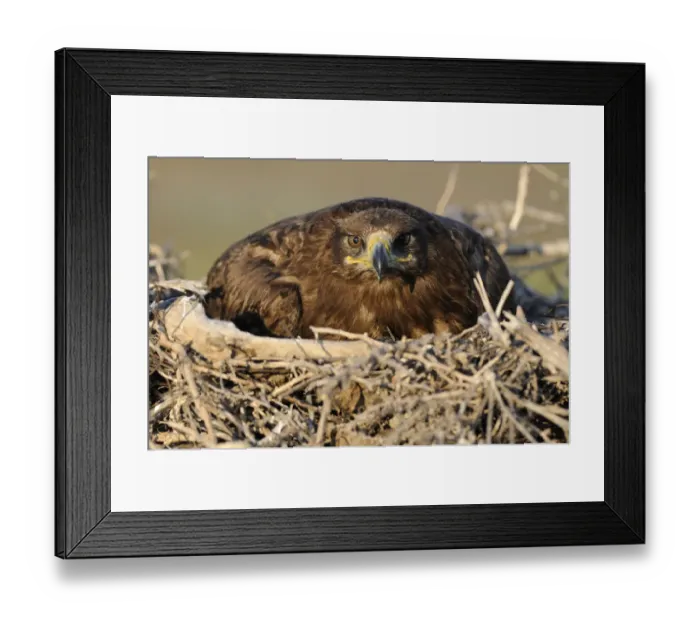 Framed Print : Steppe eagle (Aquila nipalensis) on nest, Cherniye Zemli (Black Earth) Nature Reserve Framed Print : Steppe eagle (Aquila nipalensis) on nest, Cherniye Zemli (Black Earth) Nature Reserve
