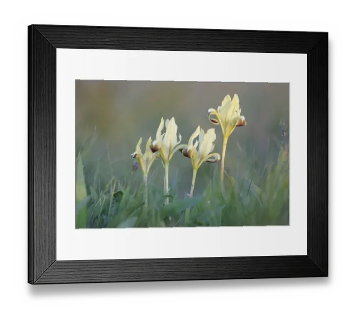 Framed Print : Four Dwarf irises (Iris pumila) in flower, Rostovsky Nature Reserve Rostov Region Framed Print : Four Dwarf irises (Iris pumila) in flower, Rostovsky Nature Reserve Rostov Region