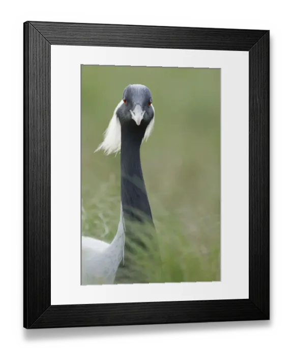 Framed Print : Demoiselle crane (Anthropoides virgo) portrait, Cherniye Zemli (Black Earth) Nature Reserve