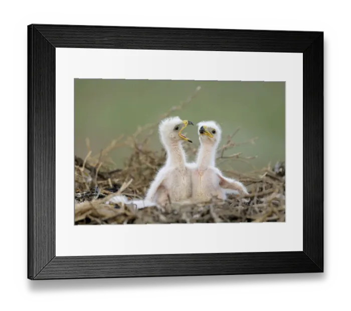 Framed Print : Two Steppe eagle (Aquila nipalensis) chicks, Cherniye Zemli (Black Earth) Nature Reserve Framed Print : Two Steppe eagle (Aquila nipalensis) chicks, Cherniye Zemli (Black Earth) Nature Reserve